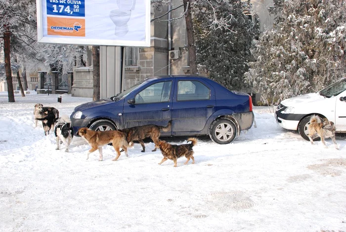 Câinii domină Brăila