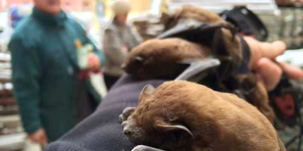 lilieci