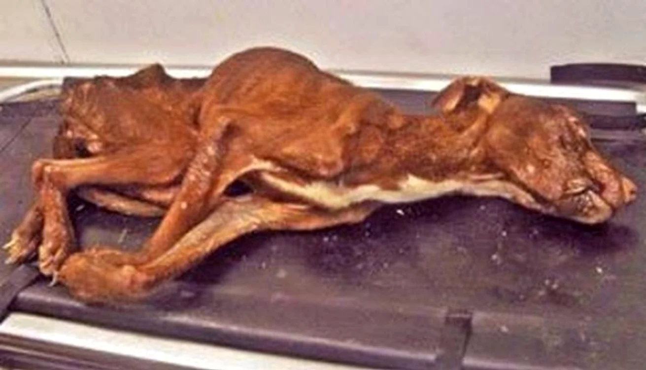 
    Patrick a primit şansa la o nouă viaţă, iar acum este un câine fericit şi sănătos  
