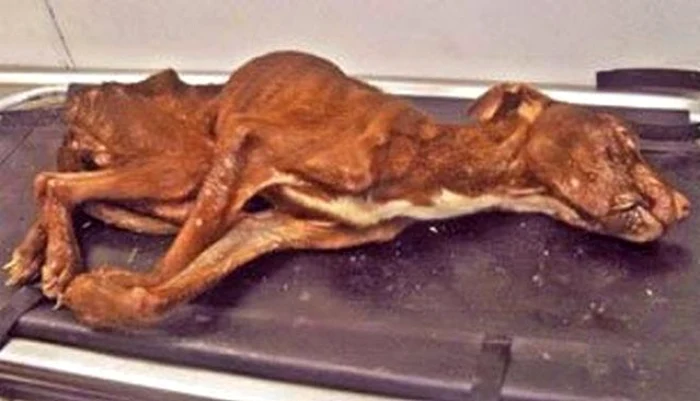 
    Patrick a primit şansa la o nouă viaţă, iar acum este un câine fericit şi sănătos  