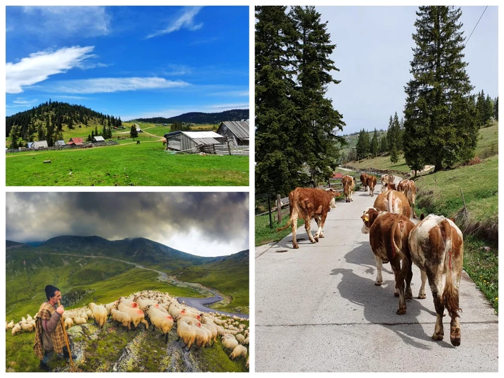 În fiecare an animalele sunt urcate în păşunile montane. Foto: Facebook/ Gârda de Sus