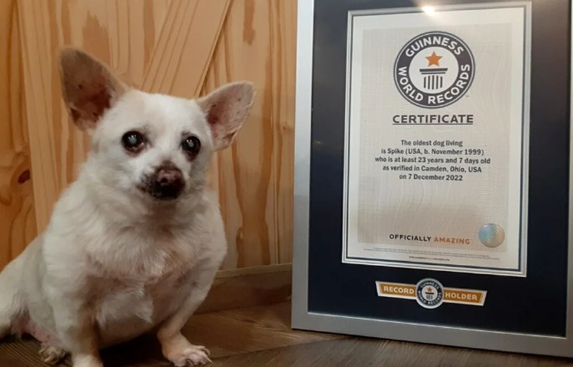 Spike era considerat cel mai bătrân câine din lume luna trecută (foto: Cartea Recordurilor)