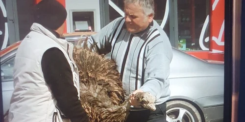 Struțul a fost zărit pe o stradă agloemerată din Găești. FOTO cronica-gaestiului.ro