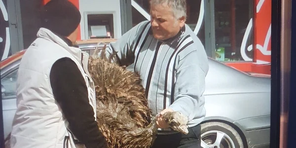Struțul a fost zărit pe o stradă agloemerată din Găești. FOTO cronica-gaestiului.ro