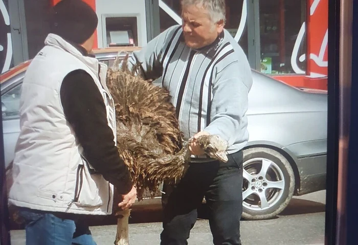 Struțul a fost zărit pe o stradă agloemerată din Găești. FOTO cronica-gaestiului.ro