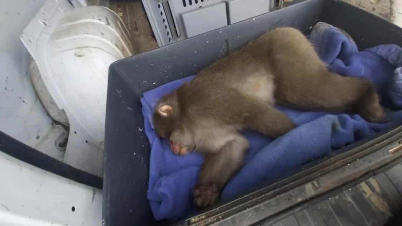 
    Maimuța Aki va fi dusă, în curând, la o grădina zoologică Sursa foto: ASPA  