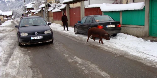 Locuitorii din Vaideeni nu au scăpat de hotul recidivist