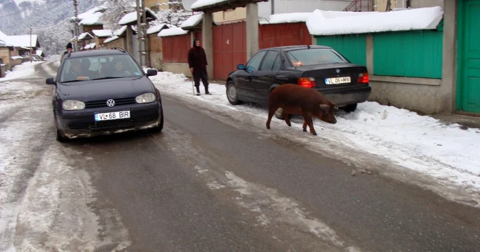 Locuitorii din Vaideeni nu au scăpat de hotul recidivist