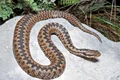 vipera 768x625 1 0 jpeg