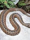 vipera 768x625 1 0 jpeg