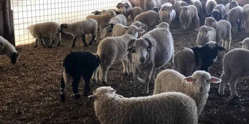 Miei din fermele din Vaideeni Vâlcea pentru sărbătorile Pascale Foto Adevărul - credit Vaideeni