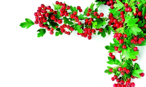 1 71561 original jpg jpeg