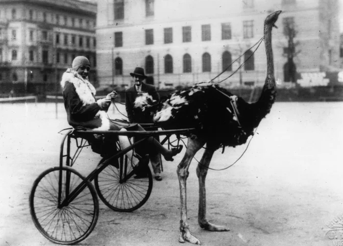 Josephine Baker și faimoasa caleașcă trasă de struț. FOTO: Getty Images