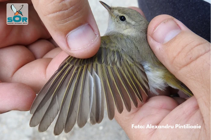 Specia nouă de pitulice din fauna României nu are dimensiuni impresionante