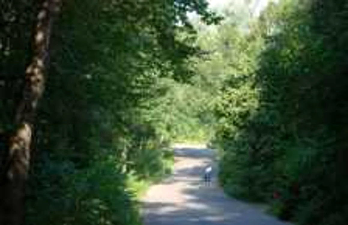5 localităţi din Olt vor primi bani pentru împăduriri (foto arhivă)
