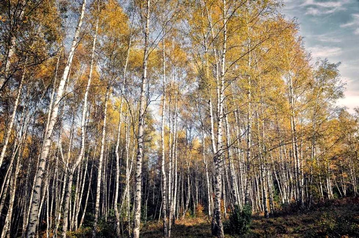 toamna in tinutul padurenilor fotografii claudiu nelega