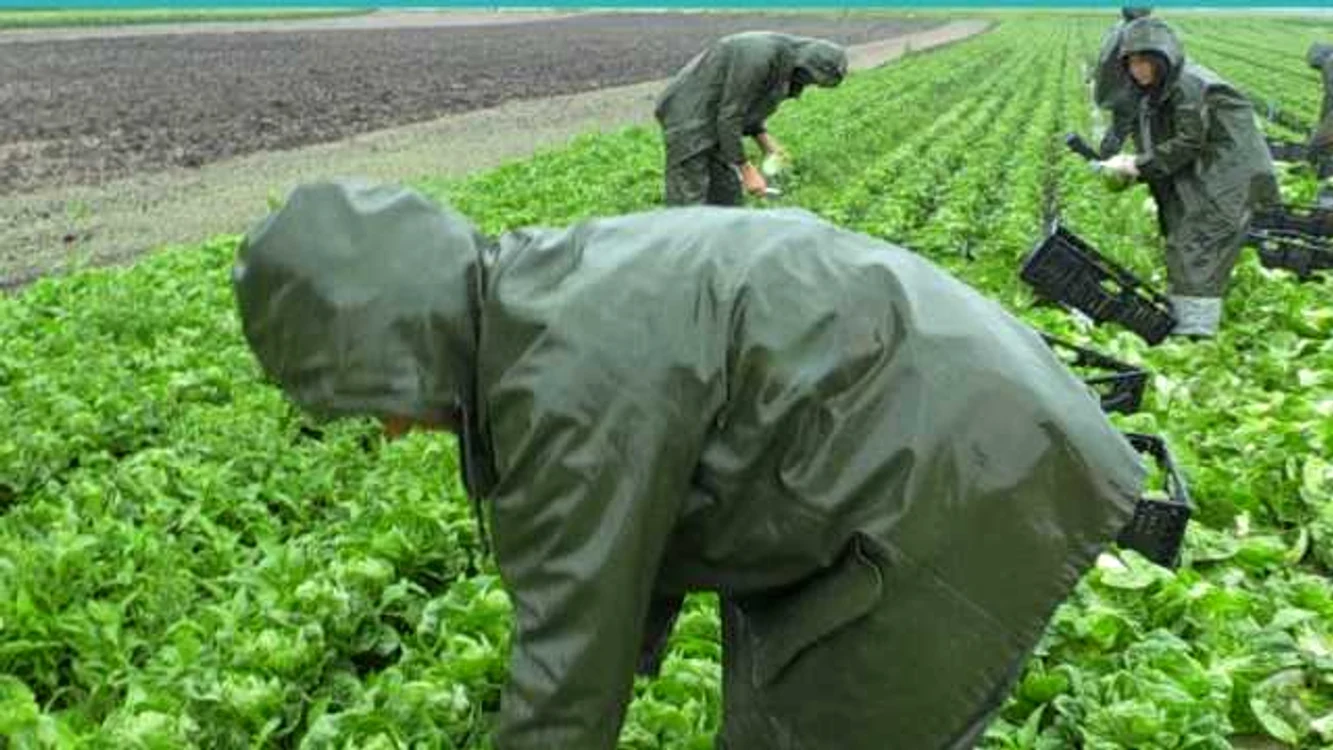 Sezonierii români sunt la discreţia unor fermieri care în multe cazuri îşi bat joc de munca lor .FOTO Br24