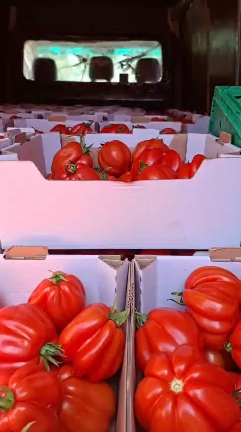 Legumicultorii își aruncă recoltele și acuză statul: „Din 100 de producători suntem 101 vânzători la șanț, e nevoie de reguli!”