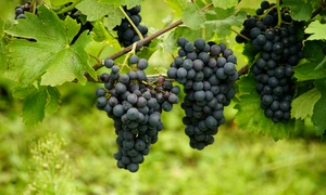 grapes 8306833 1280 jpg