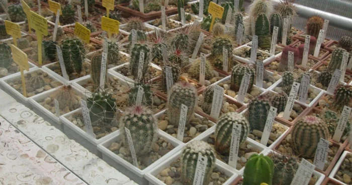 cactusi