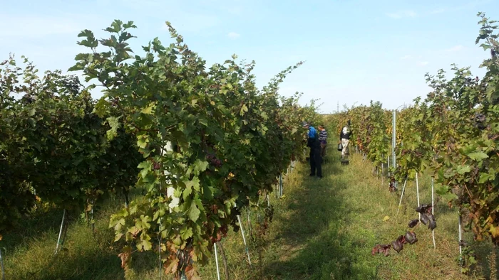 FOTO Via ecologică