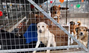 adapost caini smeura foto denis grigorescu 6 webp