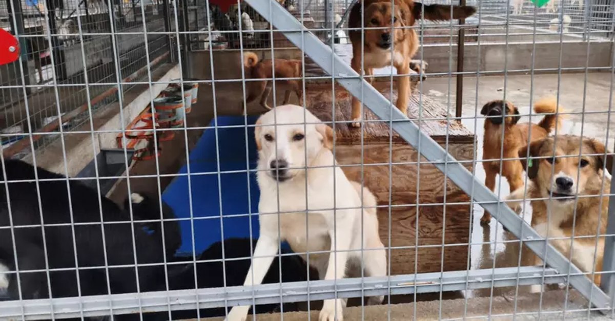 Locul din România cu cel mai mare adăpost pentru animale fără stăpân