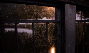 spiderweb 6916188 1280 jpg