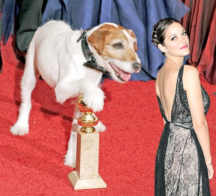 
    Uggie, care  a jucat în 12  filme, a pus laba pe Glob (foto: guliver/splashnews/afp)  