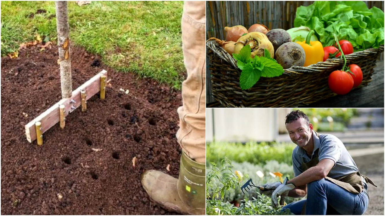 Unele legume sunt perfecte pentru a fi plantate în luna septembrie