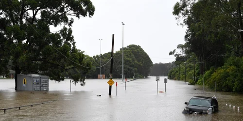 sydney acoperit de ape. FOTO Gettyimages