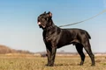 caine de lupta cane corso shutterstock 263303186 jpg