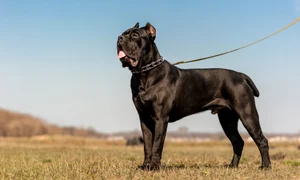 caine de lupta cane corso shutterstock 263303186 jpg