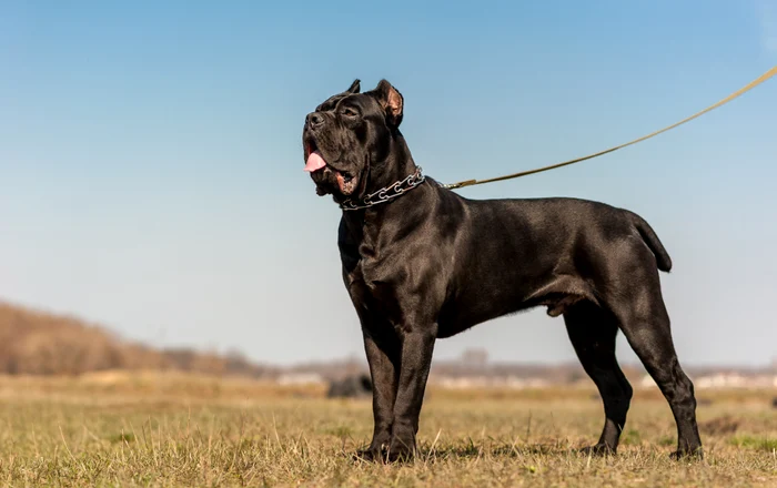Cane Corso. Foto: Shutterstock.