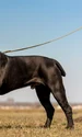 caine de lupta cane corso shutterstock 263303186 jpg