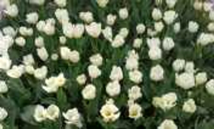 Flori în municipiu (foto: Facebook)