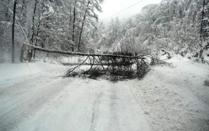 Copacii au căzut sub greutatea zăpezii     foto: axanews.ro