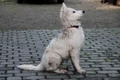 puppy 3512009 960 720 jpg