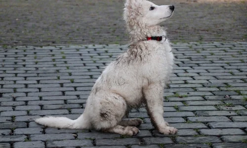 puppy 3512009 960 720 jpg
