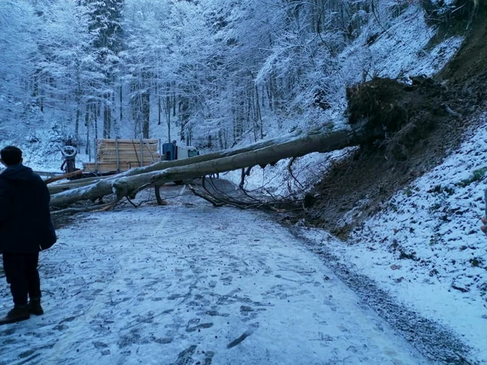 Copacul s-a prăbuşit peste drumul naţional. Foto: Facebook/ Vasiu Monica