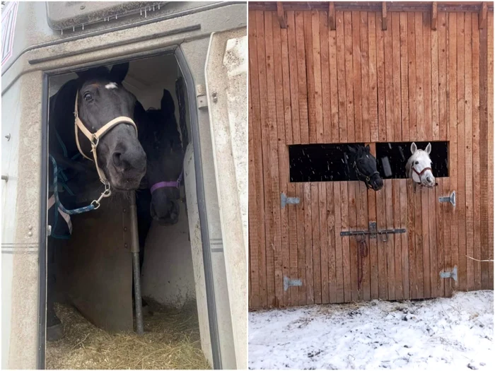 Patru cai au fost cazaţi într-un grajd din judeţul Sibiu. Foto: Iulian Docea