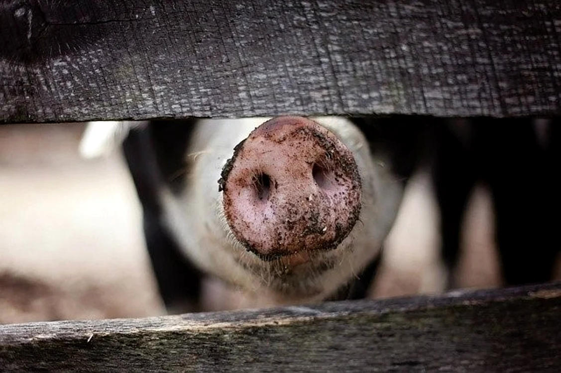 De Ignat se sacrifică porcii FOTO: Pixabay.com