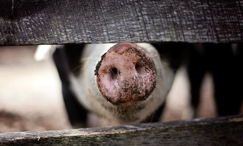 porc jpg