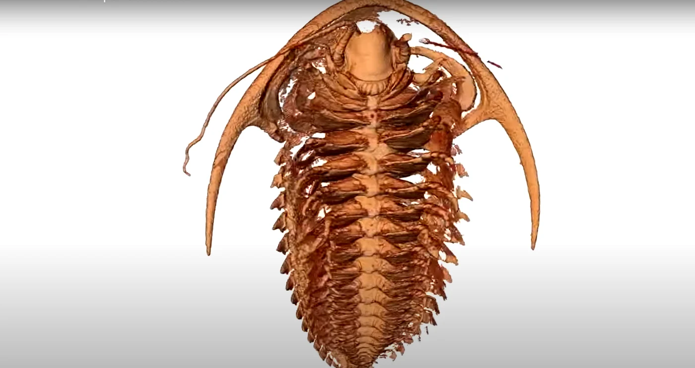 Trilobiți din Pompei  FOTO captura Science X  Youtube png