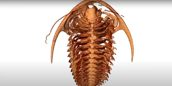 Trilobiți din Pompei  FOTO captura Science X / Youtube