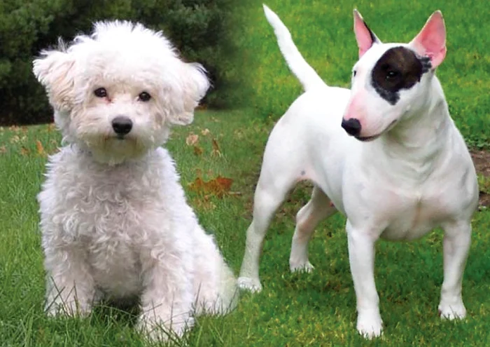 Bichon Frise (în stânga) și Bull Terrier