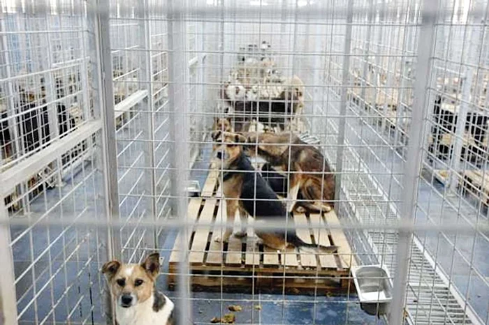 Câinele  a ajuns în adăpostul ASPA