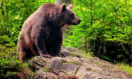 1 85214 original jpg jpeg