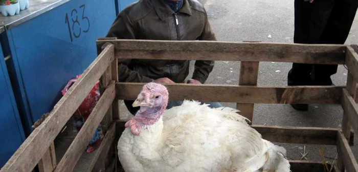 Lucian Gal vinde în Piaţa Decebal curcani şi de 22 de kilograme