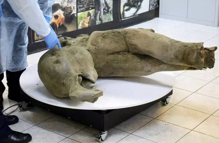 Pui de mamut, descoperit în Siberia FOTO: Getty Images